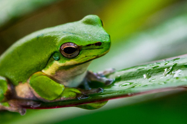 Australian Tropical Frog 1 od Giulio Catena