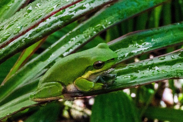 Australian Tropical Frog 4 od Giulio Catena