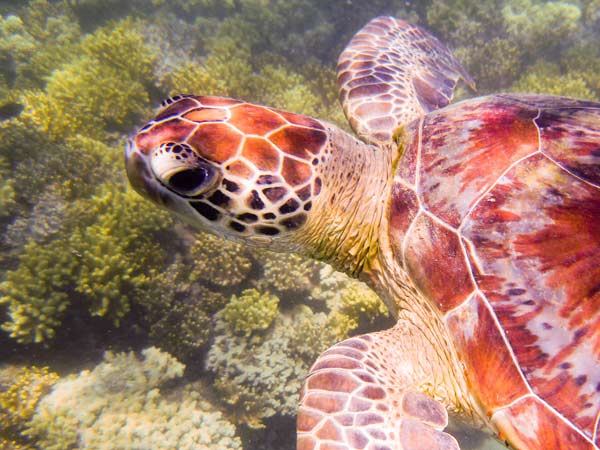 Australian Tropical Reef Turtle 1 od Giulio Catena
