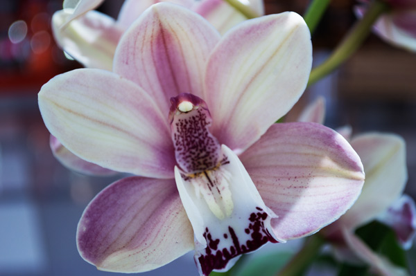 Orchid 15 od Giulio Catena