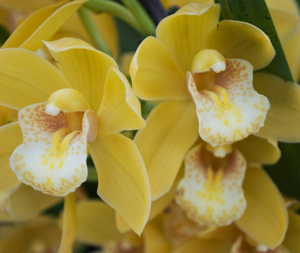 Orchid 6 od Giulio Catena