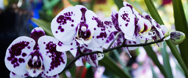 Orchid 8 od Giulio Catena