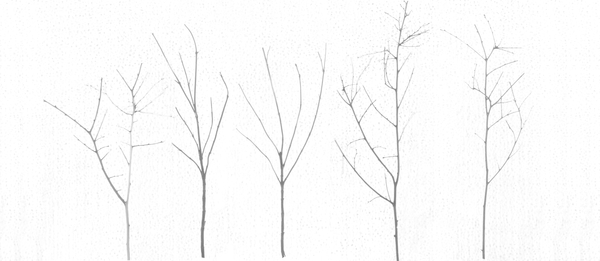 Territori Innevati - cinque alberi giorno od Giulio Cerocchi