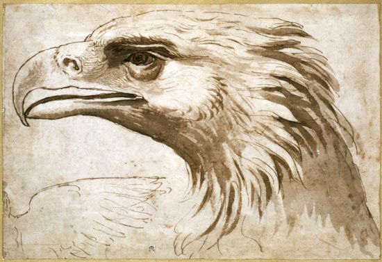 Head of an Eagle od Giulio Romano