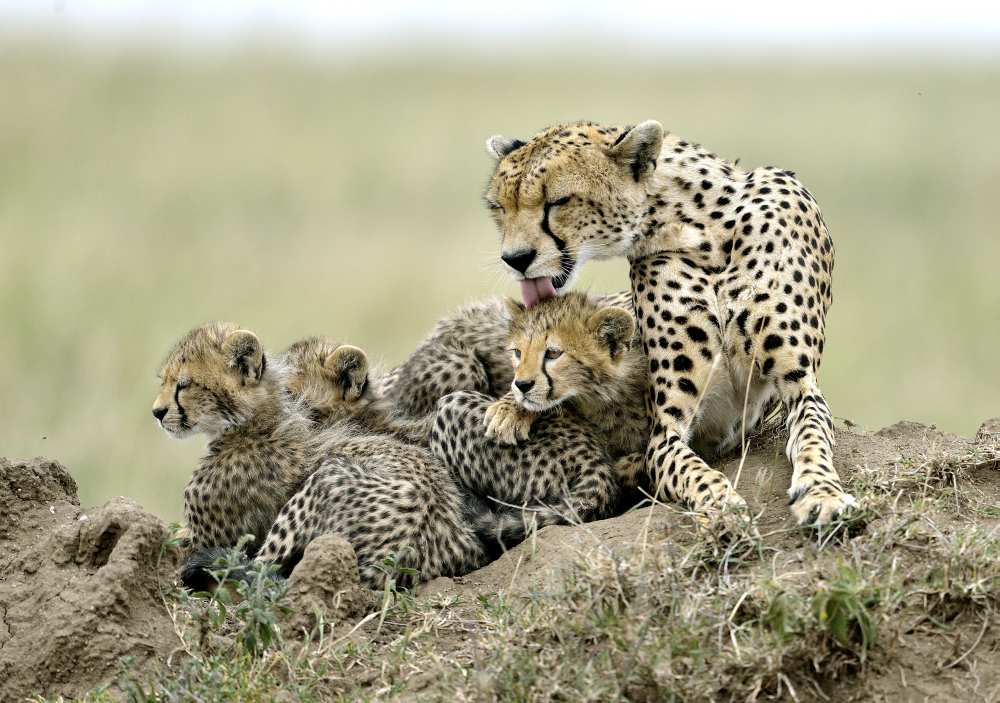 Cheetahs od Giuseppe D 'Amico
