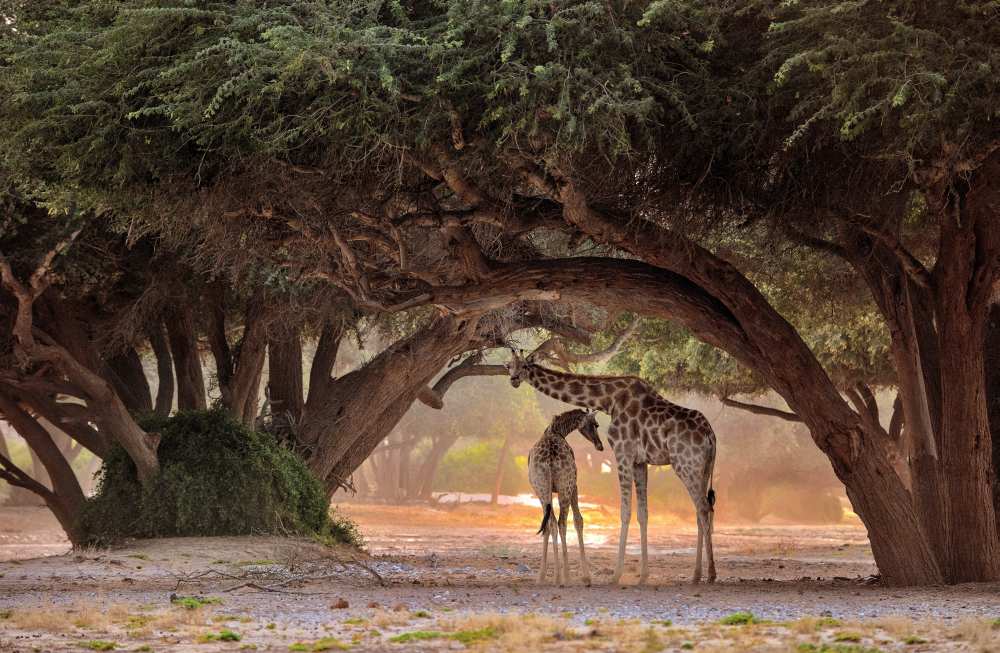 Giraffe - Namibia od Giuseppe D 'Amico