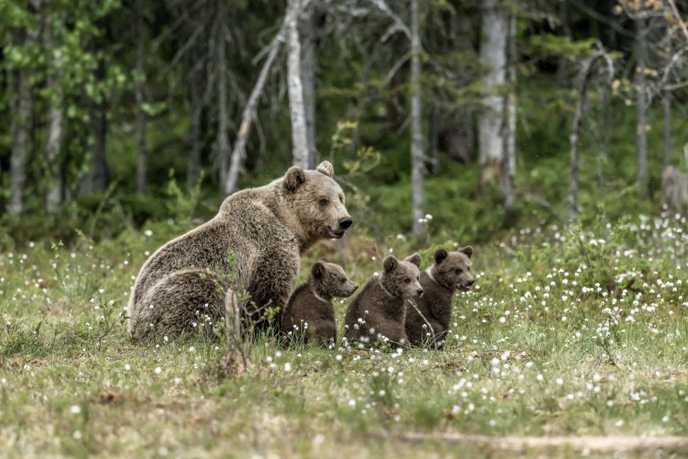 Family bears od Giuseppe DAmico