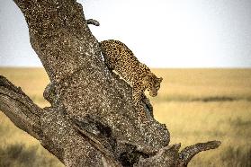 Leopard - Serengheti, Tanzania