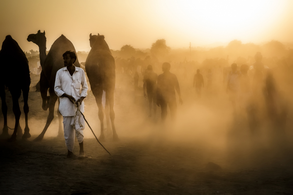 Mercato dei cammelli a Pushkar od Gloria Staffa