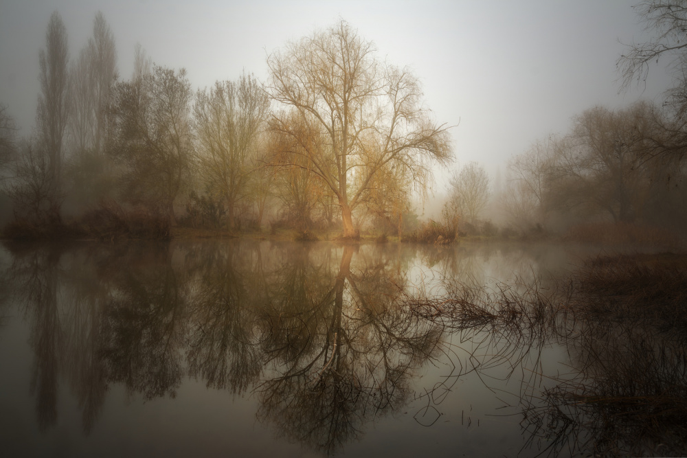 Mist willow od Gonzalo