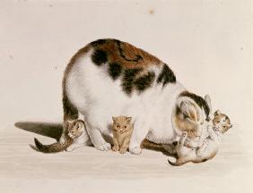 Cat with three boys