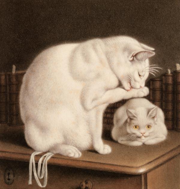 Two white cats on a table with books