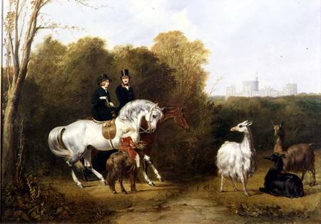 Queen Victoria (1819-1901) and Prince Albert (1819-61) Viewing the Llamas in the House Park, Windsor od Gourlay Steell