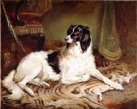 'Minna', a favourite dog of James, Marquess of Dalhousie