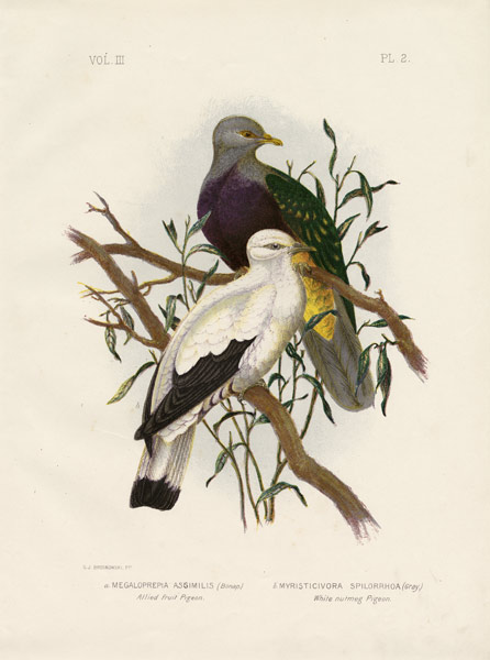 Allied Fruit Pigeon Or Wompoo Fruit-Dove od Gracius Broinowski