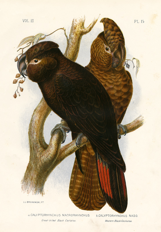 Great-Billed Black Cockatoo od Gracius Broinowski