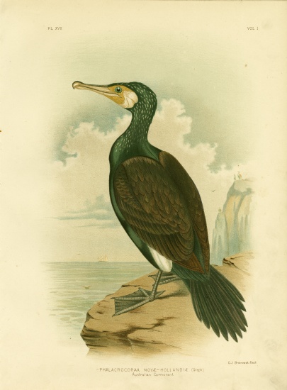Australian Cormorant od Gracius Broinowski