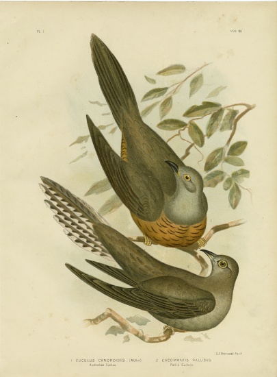 Australian Cuckoo od Gracius Broinowski