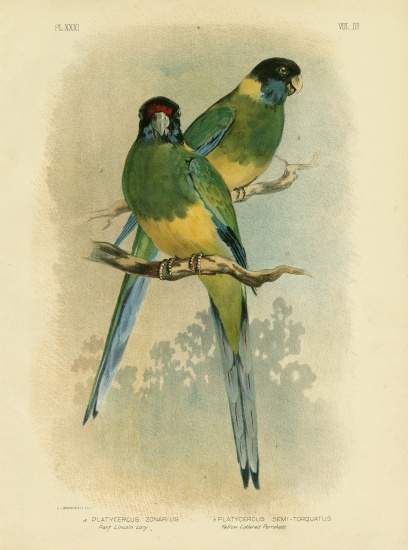 Bauer'S Parakeet Or Port Lincoln Lory od Gracius Broinowski