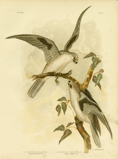 Black-Shouldered Kite od Gracius Broinowski
