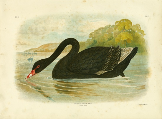 Black Swan od Gracius Broinowski