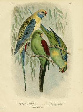 Blue-Cheeked Parakeet