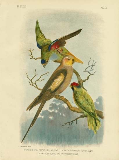 Cockatoo Parakeet Or Cockatiel od Gracius Broinowski