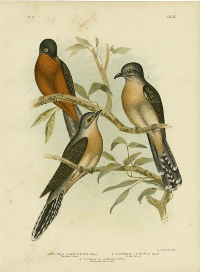 Fan-Tailed Cuckoo od Gracius Broinowski