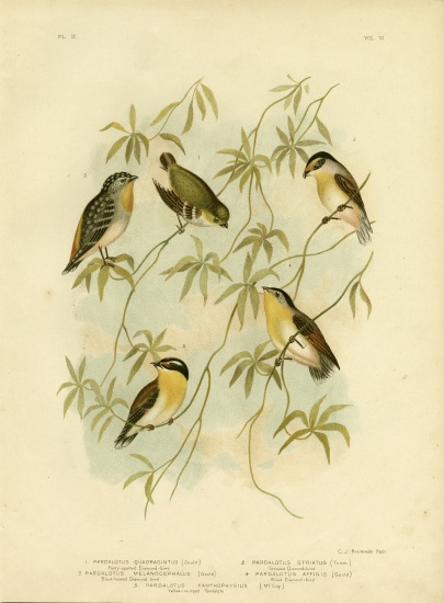 Forty-Spotted Diamondbird Or Forty-Spotted Pardalote od Gracius Broinowski