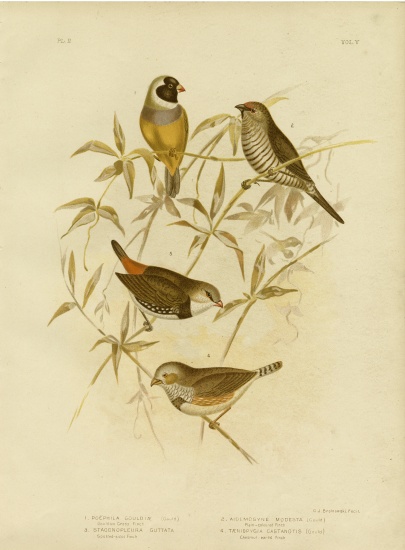 Golden Grass Finch od Gracius Broinowski