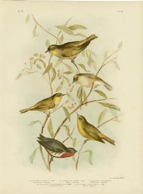 Grey-Backed Zosterops