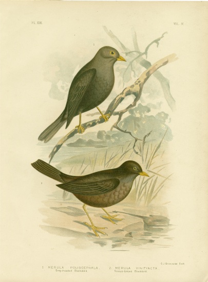 Grey-Headed Blackbird od Gracius Broinowski