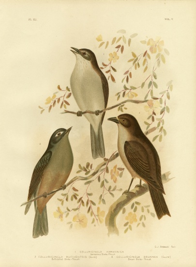 Harmonious Shrike-Thrush Or Grey Shrike-Thrush od Gracius Broinowski