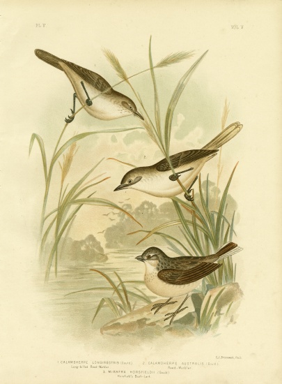 Long-Billed Reed-Warbler od Gracius Broinowski