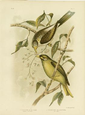 Luteous Honeyeater Or Yellow-Throated Miner