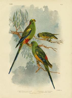 Many-Colored Parakeet