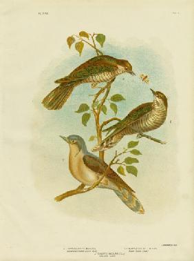 Narrow-Billed Bronze Cuckoo