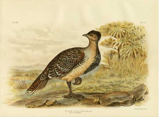 Native Pheasant Or Malleefowl od Gracius Broinowski