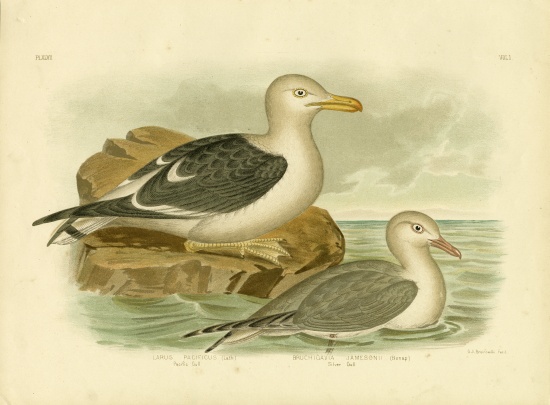 Pacific Gull od Gracius Broinowski