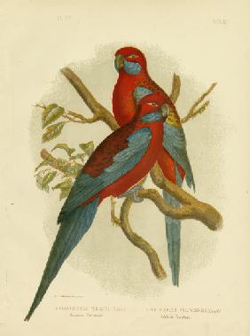 Pennants Parakeet Or Crimson Rosella