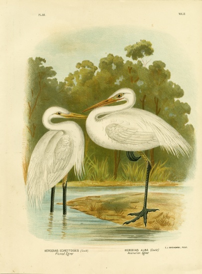 Plumed Egret Or Intermediate Egret od Gracius Broinowski