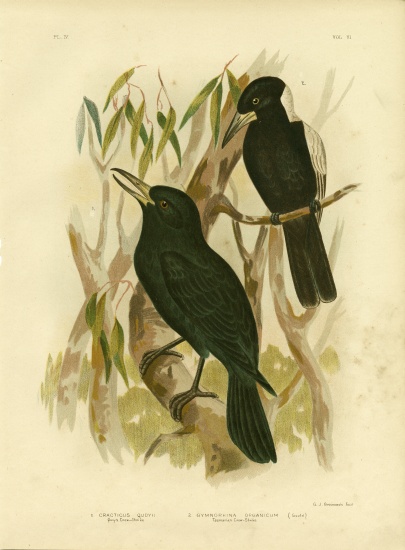Quoy'S Crow-Shrike Or Black Butcherbird od Gracius Broinowski