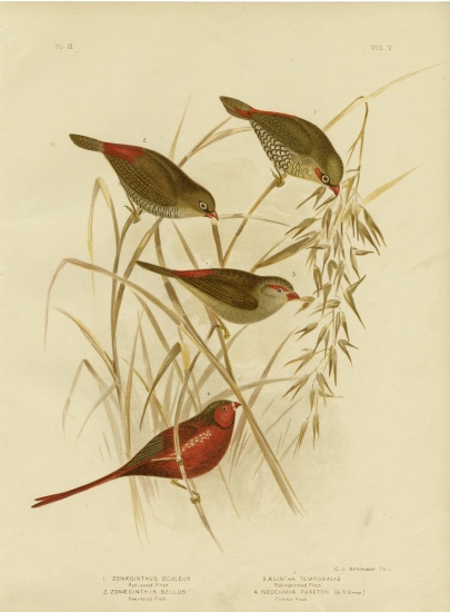 Red-Eared Finch od Gracius Broinowski