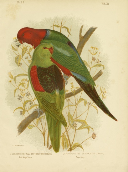 Red-Winged Lori Or Red-Winged Parrot od Gracius Broinowski