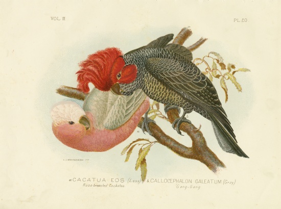 Rose-Breasted Cockatoo od Gracius Broinowski