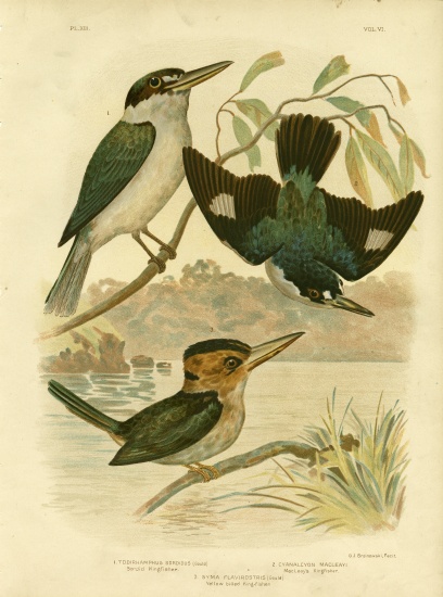 Sardid Kingfisher od Gracius Broinowski