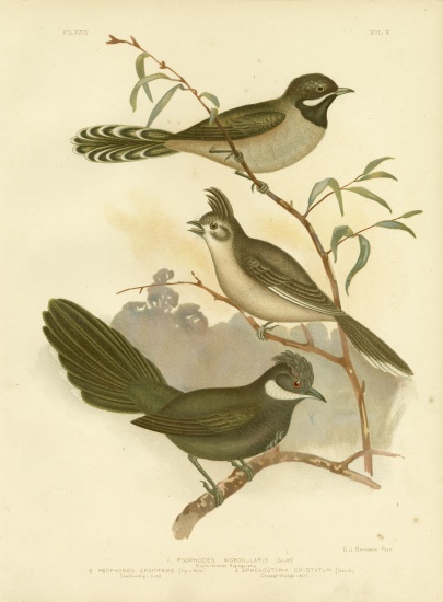 Western Whipbird od Gracius Broinowski