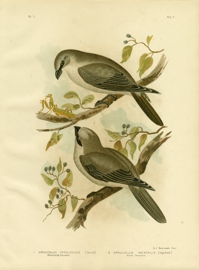 White-Bellied Cuckoo-Shrike od Gracius Broinowski