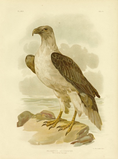 White-Bellied Sea Eagle od Gracius Broinowski