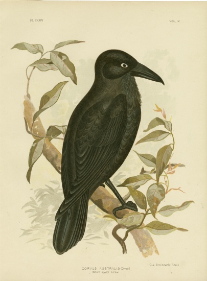 White-Eyed Crow Or Australian Raven od Gracius Broinowski